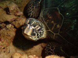Looking at You...in a puka at the Trench, North Shore. by Glenn Poulain 